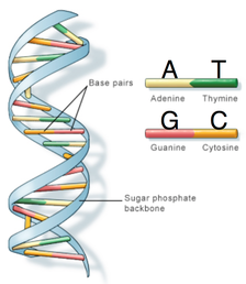 The DNA double-helix